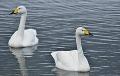 Cygne chanteur