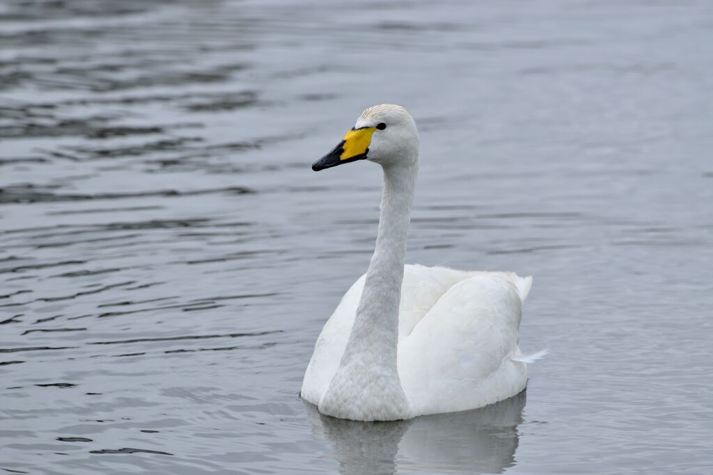 Cygne chanteur