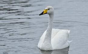 Whooper Swan