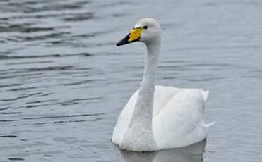 Cygne chanteur