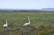 Cygne chanteur