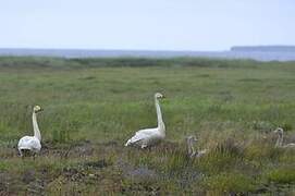 Cygne chanteur