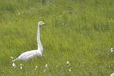 Cygne chanteur