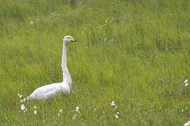 Cygne chanteur