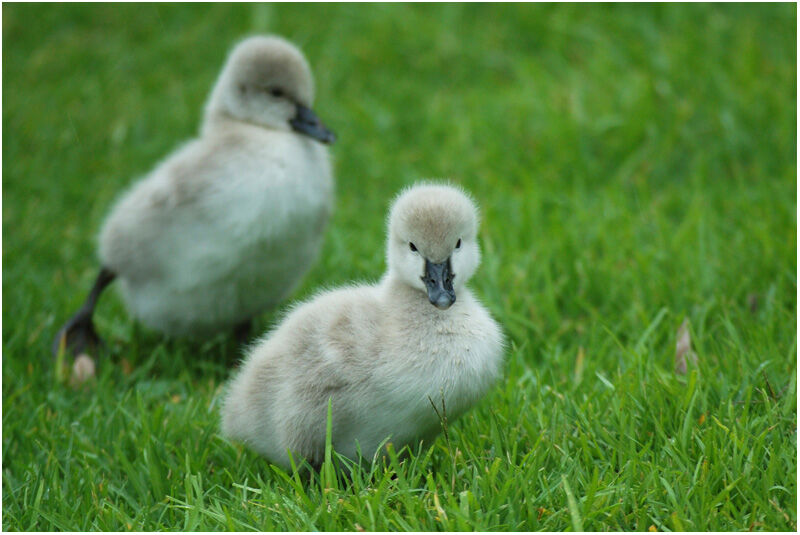 Cygne noir1ère année