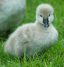 Cygne noir