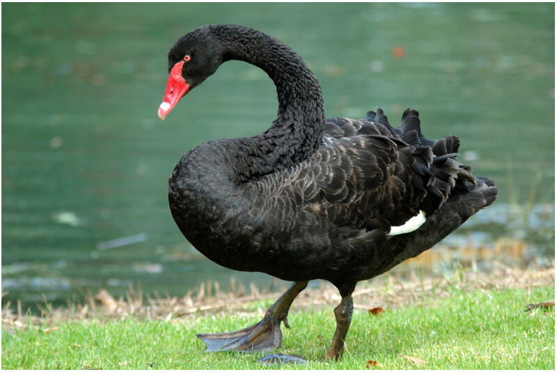 Black Swanadult