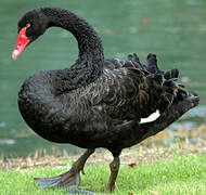 Black Swan