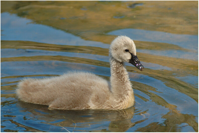 Black Swanjuvenile