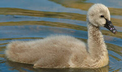 Cygne noir