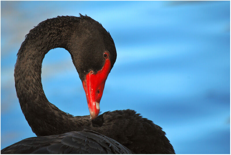 Cygne noiradulte