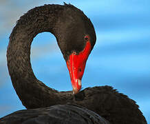 Black Swan