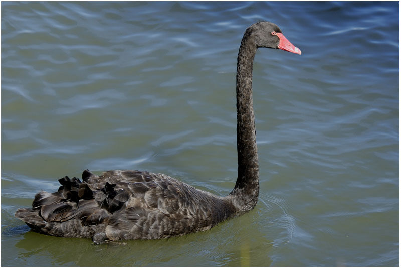 Black Swanadult