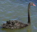 Cygne noir