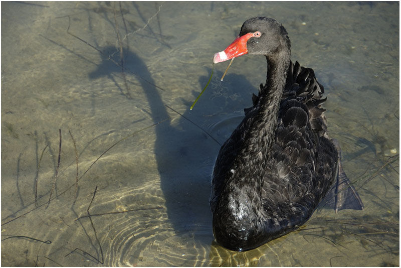 Cygne noiradulte