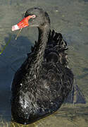 Black Swan