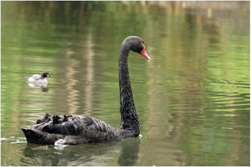 Cygne noiradulte