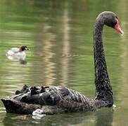 Black Swan