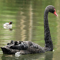 Cygne noir