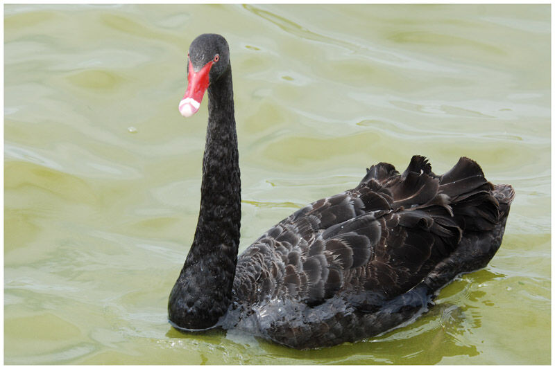 Cygne noiradulte