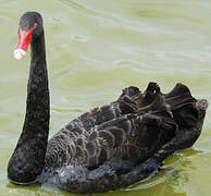 Black Swan