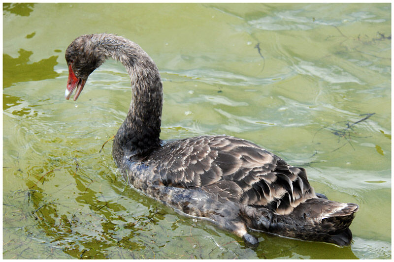 Cygne noirimmature