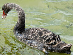 Cygne noir