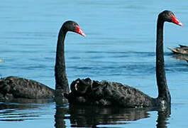 Cygne noir