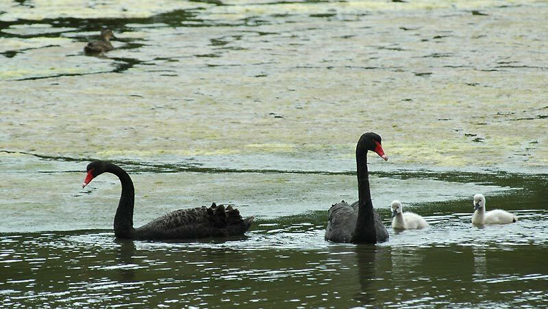 Cygne noir adulte