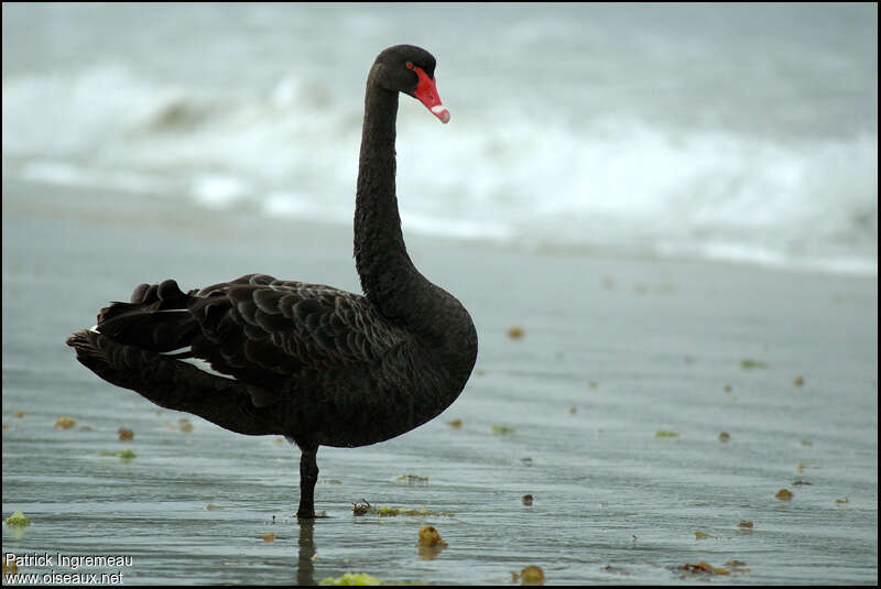 Black Swanadult, pigmentation, Behaviour