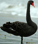 Black Swan