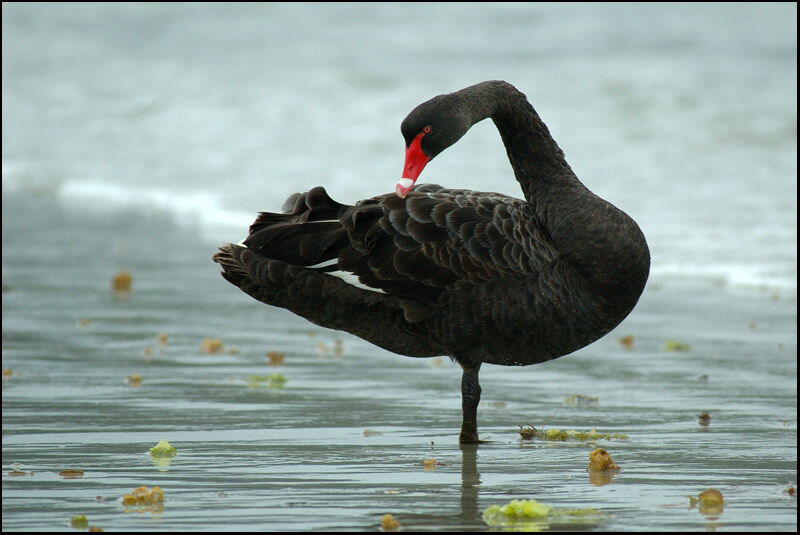 Cygne noiradulte