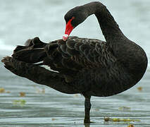 Cygne noir