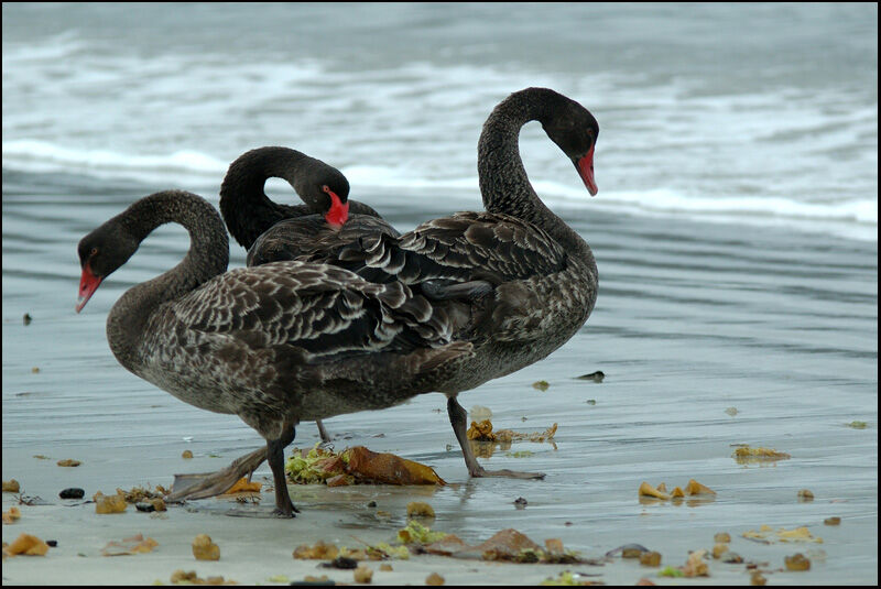 Cygne noirimmature