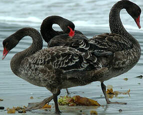 Cygne noir