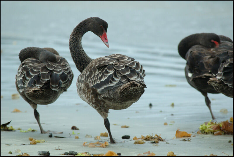 Black SwanFirst year