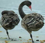 Cygne noir