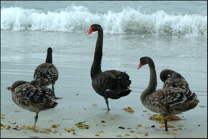 Cygne noiradulte