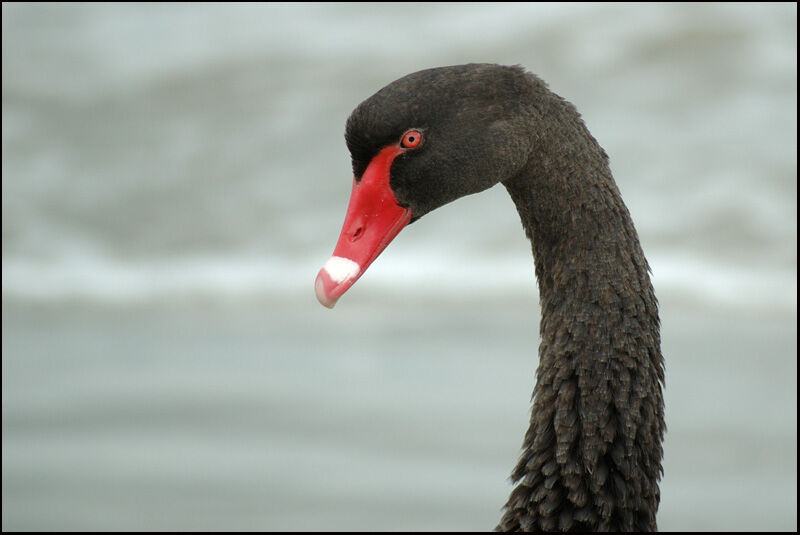 Black Swanadult