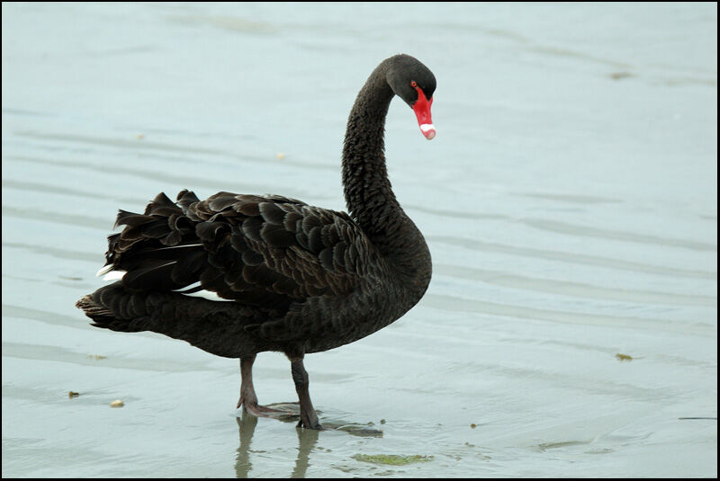 Cygne noiradulte