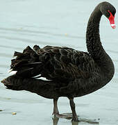 Black Swan