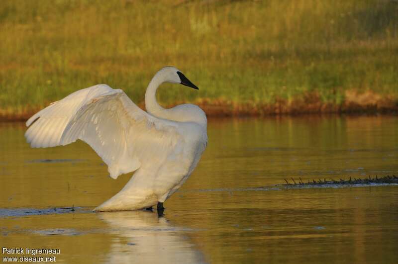 Cygne trompetteadulte, composition, pigmentation