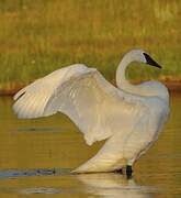 Trumpeter Swan