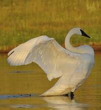 Cygne trompette