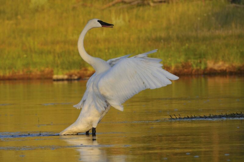 Cygne trompetteadulte