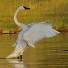 Cygne trompette