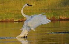 Cygne trompette