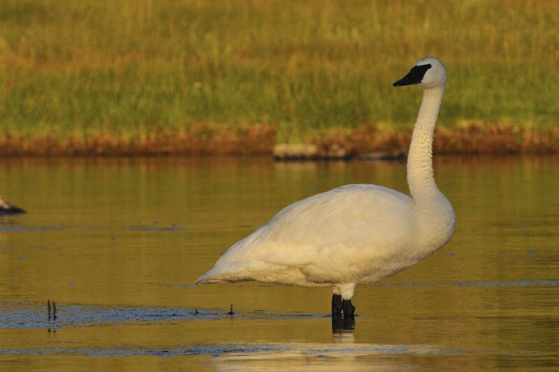 Cygne trompetteadulte, identification