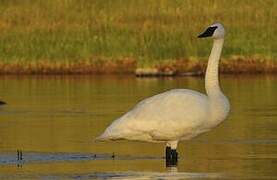 Cygne trompette