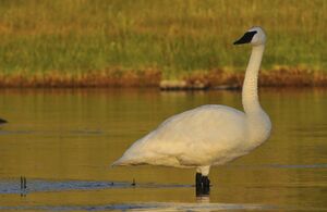 Cygne trompette